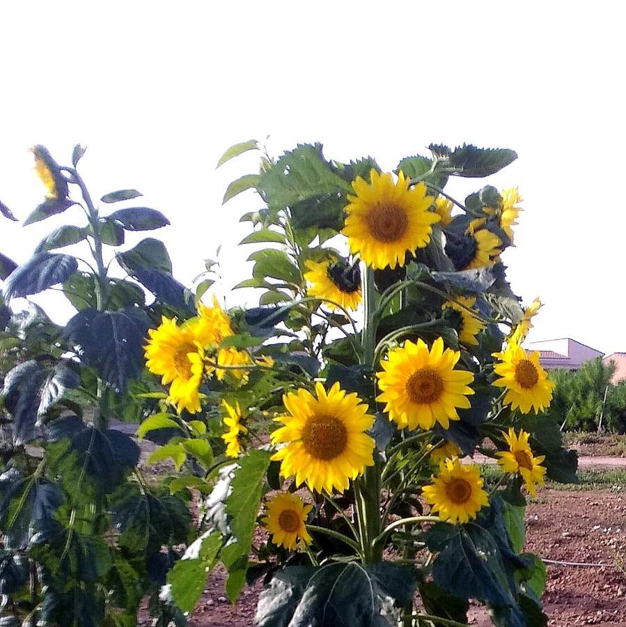 Agriturismo S'Incant'E Sinis San Salvatore  Dış mekan fotoğraf